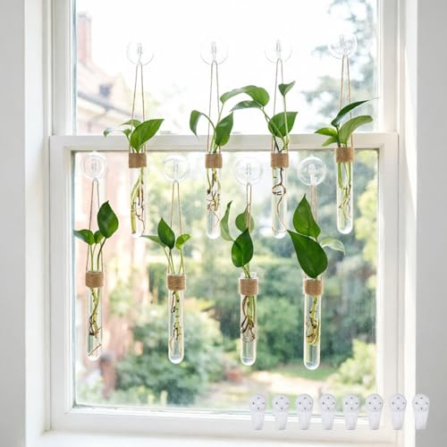 Bumery - 8 Estaciones de propagación de Ventanas, Tubos de propagación de Plantas de plástico con ventosas y Clavos sin Rastro, fácil de Instalar, Maceta Colgante de Pared para Ventana, jarrón de