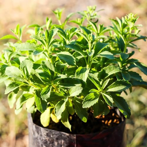 Stevia, kräutergarten geschenk kräutersamen kräuterbeet balkon winterharte für garten steingartenpflanzen nachhaltige produkte 850Samen
