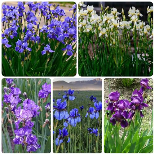 Bulbos de iris resistente - jardín balcón, decoración exterior 15pcs