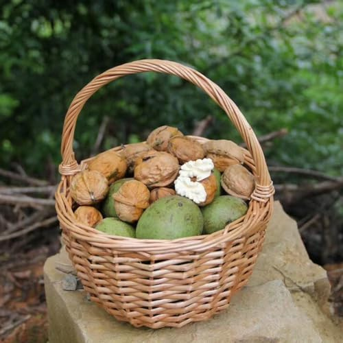 walnussbaum walnusskerne - pflanzensamen nuts bonsai topf kräutergarten grünpflanzen zimmerpflanzen balkonpflanzen gemüsesamen pflanztöpfe topfpflanzen draußen winterhart nüsse 5samen