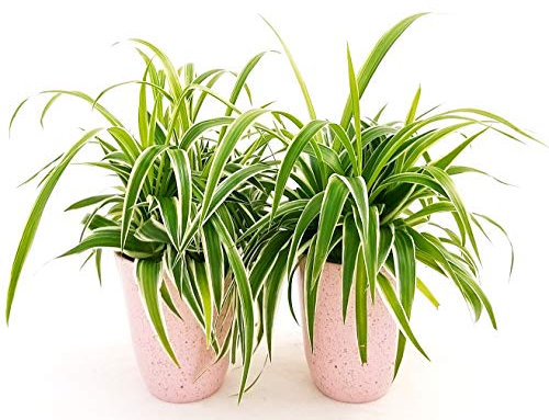 POWERS TO FLOWERS - CHLOROPHYTUM, FALANGIO 2 PIANTE, IN VASO CERAMICA ROSA ANTICO, vaso 12cm, piante vere