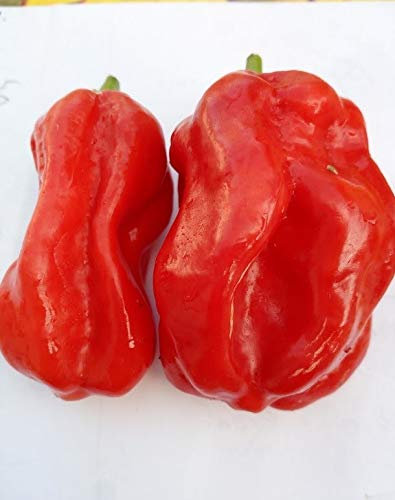 HABANERO OUGANDAIS RED (L’ouganda) 10 GRAINES piment spiccato piquant Africain