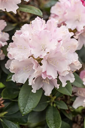 Rhododendron yakushimanum 'Schneekrone' 25–30 cm – Winterhart, Immergrün, Mehrjährig – Rhododendron – Zierstrauch für Garten & Kübel