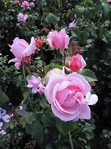 Rose Kiss me Kate ® - Kletterrose Kiss me Kate ®