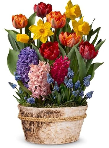 From You Flowers - Rainbow Bulb Garden for Birthday, Anniversary, Get Well or Celebration