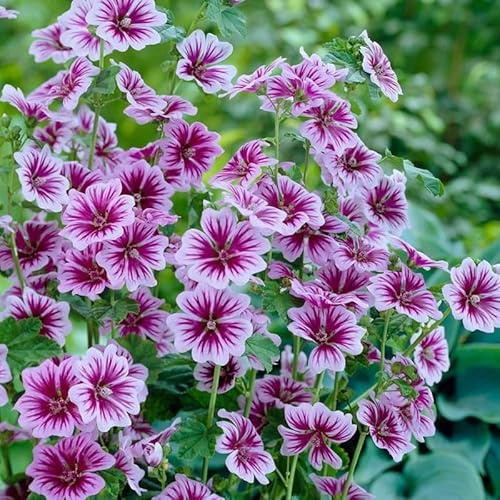 Malva Sylvestris Seeds for Planting - 500+ High Mallow Seeds Perennial Purple French Hollyhock Flower Seeds