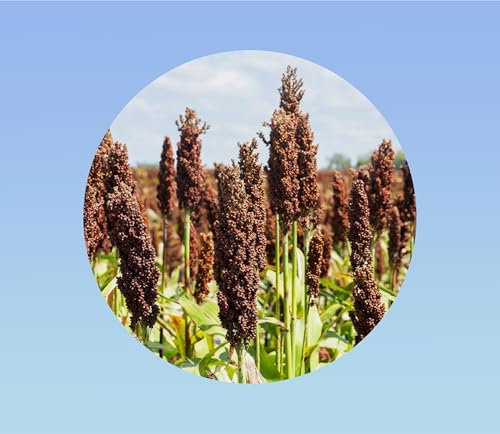 500 Graines de Sorgho - Céréale Ancien et Fourragère - Adaptée à la Sécheresse engrais vert - utilisés dans les bouquets frais ou séchés