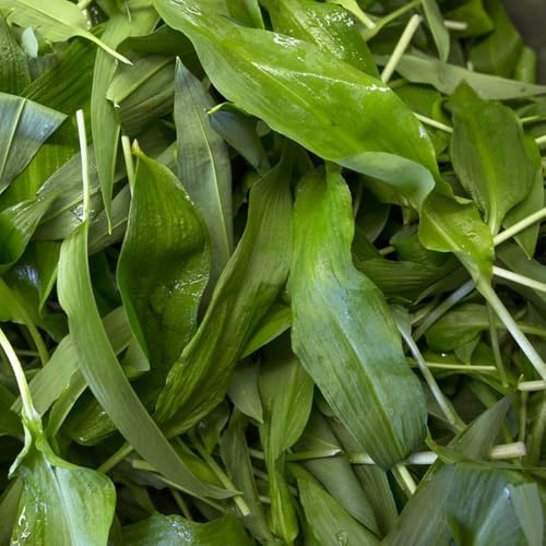 Semillas de ajo silvestre, antiguas variedades semillas de de ajo silvestre, Allium ursinum, para los amantes del jardín 100pcs