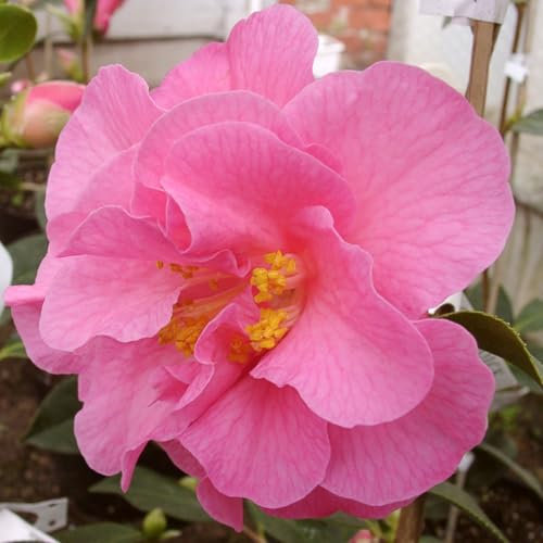Carbeth Plants - Camellia Japonica 2 x Donation in 9cm Pots - Light Pink Spring Flowering Hardy Evergreen Shrubs - Ready to Plant Outdoor Garden Plants - Ideal for Borders, Containers & Patio Pots