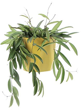KENTIS - Hoya Wayetii - Piante Vere da Appartamento Ornamentali - Pianta Tropicale da Interni Ricadente - Fiore di Cera - Vaso Ø 14 cm