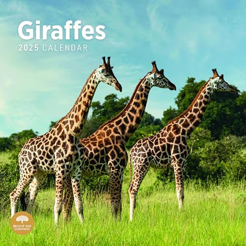 Bright Day Monats-Wandkalender 2025, Giraffen, 30,5 x 30,5 cm, niedliches Naturfotografie-Geschenk