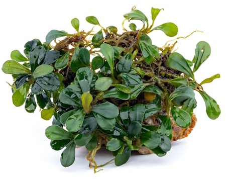 NatureHolic Bucephalandra Mini Apple Leaf - Wasserpflanze fürs Aquarium - Pflegeleichte Aufsitzerpflanze - Ideal als Vordergrund Mittelgrund Hardscape Deko