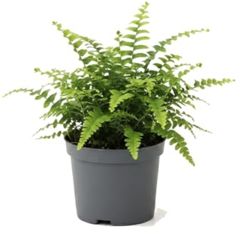 DECOALIVE Planta Viva Nephrolepis Exaltata Helecho Espada, Maceta 12 cm y Altura 25 cm para Rincón Verde