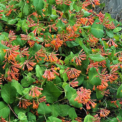 GardenersDream Lonicera Dropmore Scarlet - Rotes Geißblatt Winterhart - Kletterpflanzen Winterhart Leuchtend - Garten Pflanzen Vogelfreundlich