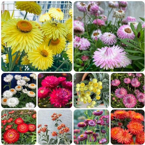 de paja ornamentales lugares soleados. Helichrysum bracteatum Decoraciones de jardín al aire libre,. pradera decorativas perenne semillas silvestres 350semillas