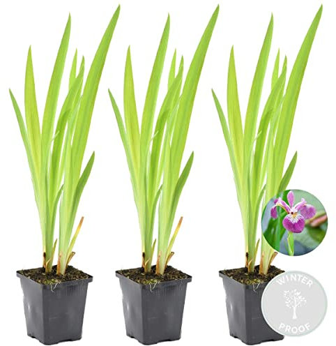 Bloomique - 3er Set - Iris Versicolor - Amerikanische Sumpf-Schwertlilie - Teichpflanzen Winterhart - Wasserpflanzen - Zone 1-2 - Höhe 15-25 cm - Topf 9 cm