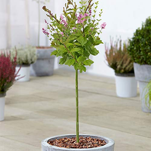 Syringa Minuet Baum | Topf-Blütenstrauch für kleine Gärten | Zierstamm-Baum | Gartenpflanzen