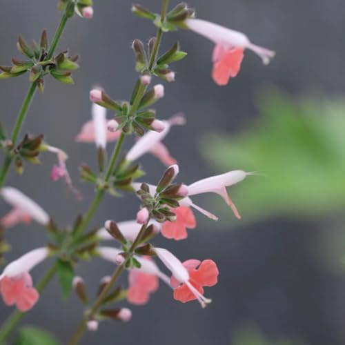 semi di salvia - da balcone, tappezzanti, resistenti da cucina giardino Aiule rialzate per il giardino aromatiche varietà 550pcs