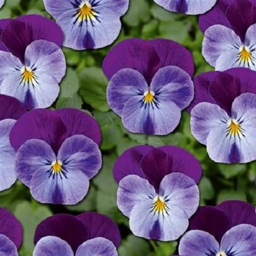 Helza Stiefmütterchen Twix Blue Purple Wing, Blauer lila Flügel, Holländische Veilchen, 200 stück, Blumensamen für Garten und Balkon, Pflanzensamen, Saatgut von Kulturpflanzen