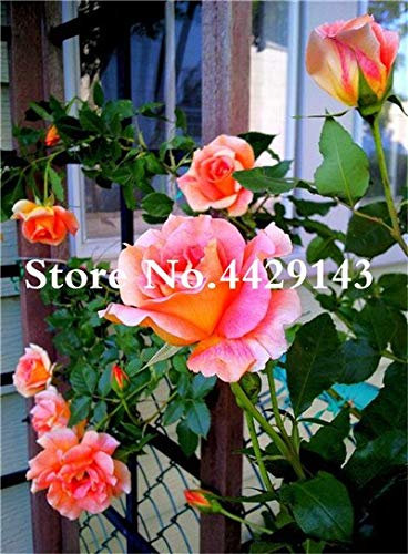 Rosier Grimpant Frais À Bordure Blanche, Graines À Planter En Rose Paquet De 100 Graines