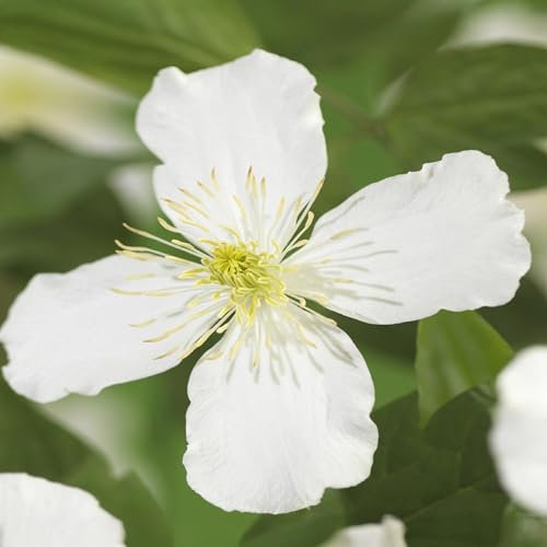 GreenboutiQ - Kletterpflanze - Clematis montana Grandiflora - Blüte Weiß - Frühblühend - Pflegeleicht - 2 Pflanzen - Topf 11cm Höhe 40cm