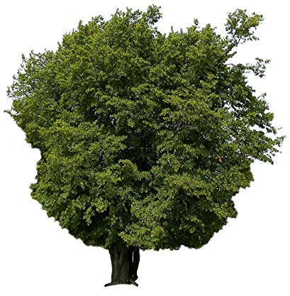 Hainbuche (Carpinus betulus) 25 Samen (Heimischer Baum - Winterhart)