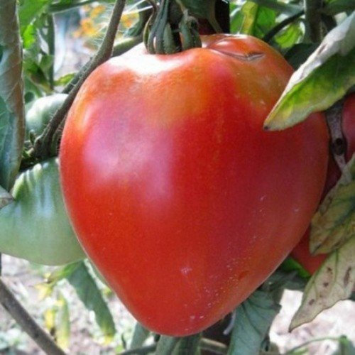 Tomate coeur de boeuf 80 graines