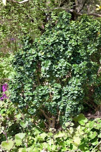 Ligustrum japonicum 'Rotundifolium' 80–90 cm – Immergrün, Winterhart, Pflegeleicht – Japanischer Liguster – Heckenpflanze für Garten & Sichtschutz