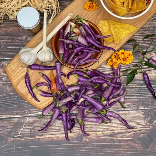 Chilli 'Buena Mulata' Seeds - Rare Metallic Purple Ornamental Pepper with Colour Evolution, Medium Heat, Sweet Flavour - Heirloom Variety - 1 Packet (8 Seeds) by Thompson & Morgan