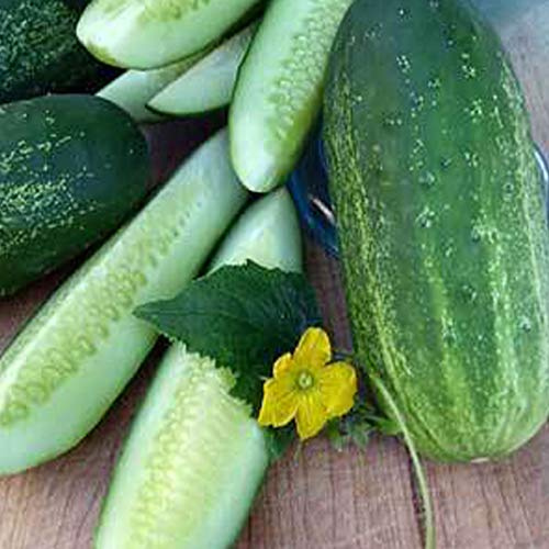 Organic Homemade Pickles Cucumber Seeds - 1/4 LB ~3,752 Seeds - Organic, Heirloom, Open Pollinated, Non-GMO, Farm & Vegetable Gardening Seed