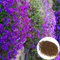 1000pcs Arabis Alpina Samen Felssellerie Samen Hohe überlebensrate Mehrjährige Lila Blumensamen Für Balkon Garten Garten Flussbank Violeta