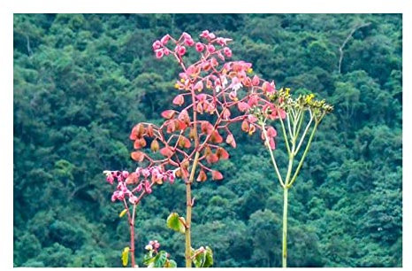 Pezzi - 10x Begonia Fischeri Cespuglio Giardino Piante - Seme ID333 - Seeds & Plants Shop by Ipsa