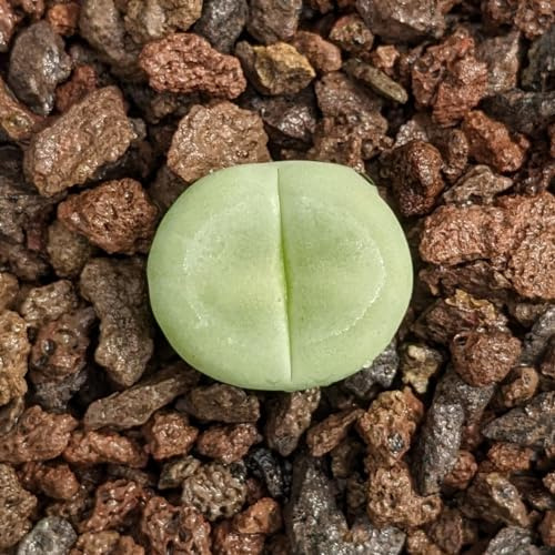 Dinteranthus puberulus Samen - Sunnyplants, Dinteranthus Samen, Lebender Steine, Lithops Samen, Lebende Steinsamen, Kieselpflanzensamen, Lithops, Sukkulenten Samen (20)