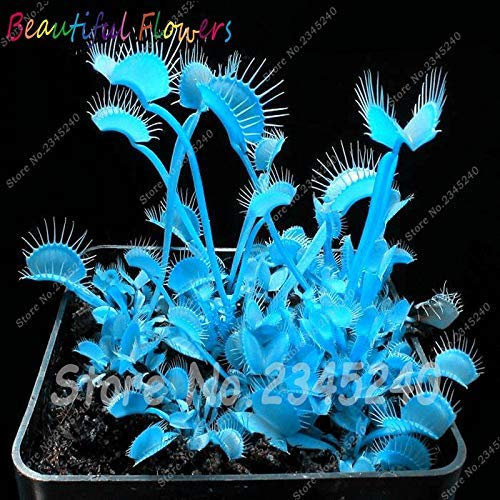 Big Sale 100 Pcs Dionaea Seeds Muscipula Giant Clip Venus Fly Trap Seeds Flower Seeds Home Garden Bonsai