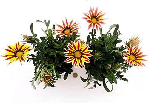 POWERS TO FLOWERS - GAZANIA BICOLORE BIANCO-ROSA, 2 PIANTE, vaso 14cm Diametro, piante vere