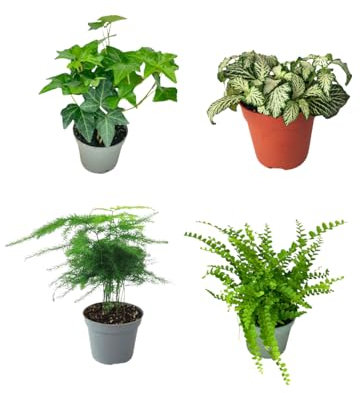 I GIARDINI DI GIULIA - Lot de 4 plants verts pour Terrarium Fai-da-Te | Fougère, Lierre, Fittonia, Asparagus | Plantes Vies faciles à entretenir (Fittonia Bianca)