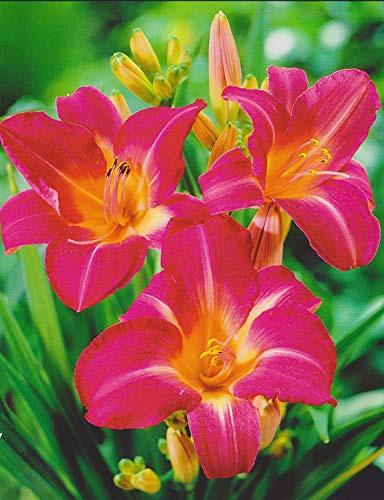 Taglilie Pink Jeroen Hemerocallis (1 Wurzelstück) Winterhart Staude