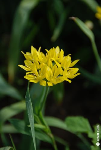 Allium moly (Multi-bulbe) / Ail doré/Conteneur de 1 à 1.9 litres/Vivace bulbeuse