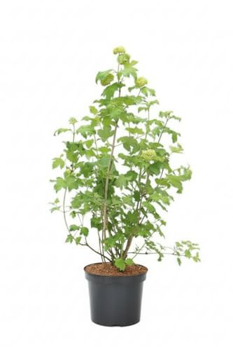 Schneeball Viburnum opulus Roseum 80-100 cm Heckenpflanze winterhart | Dekorative Blütenbälle, robust, schnittverträglich, ideal für Hecken, sonnig bis halbschattig, langlebig