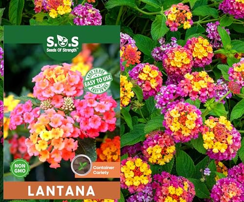 50 pcs Lantana Flower Seeds – Colorful Perennial Seeds | Drought-Tolerant, Long-Blooming | Attracts Butterflies & Hummingbirds