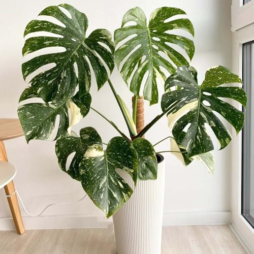semillas de monstera exóticas seto trepadoras resistentes interior sala de estar interior fácil cuidado 40pcs