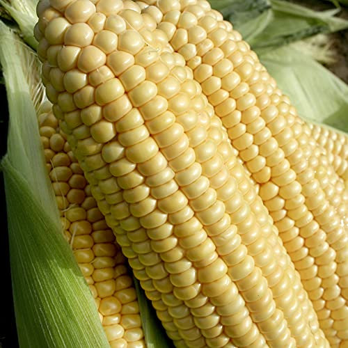 Suttons Sweet Corn Seeds F1 Goldcrest, Zea, Grow Sweetcorn, Average Packet Content 35 Seeds, Super Sweet Variety