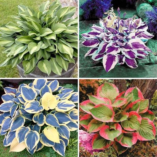 [VCUYHKMB] Winterharte Funkien Rhizome - Winterharte Hosta für Garten & Heimdekoration-10Rhizome-E