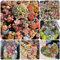 500 piezas suculentas semillas de plantas reales - Cobertura del suelo, planta perenne resistente, semillas. jardín de plantas, plantas de jardín de rocas Plante semillas en interiores,