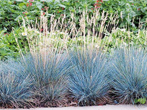 GARTEN SCHLÜTER® Blauschwingel Festuca glauca
