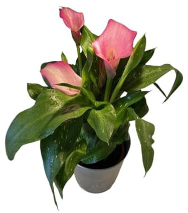 Lirio de Agua Natural Planta Resistente para Jardín y Hogar