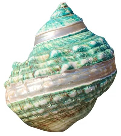 Coquille de mer naturelle. Coquillages de mer naturels énormes, grande coquille de conque naturelle for la décoration 9-12Cm conque naturelle for la décoration de mariage fête à thème de plage(10cm)
