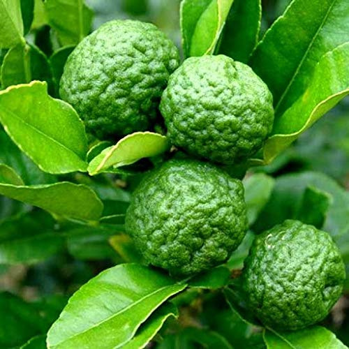 RWS 20 Kaffir Lime Tree Seeds: Package Contain Seeds