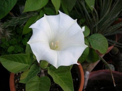 10-Semi-DATURA BIANCA DATURA INOXIA semi freschi