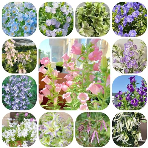 glockenblume - campanula medium - gartenblumen, kräuterpflanzen glockenblumesamen, bodendecker winterhart mehrjährig bio blumenbeet hochbeet 500pcs